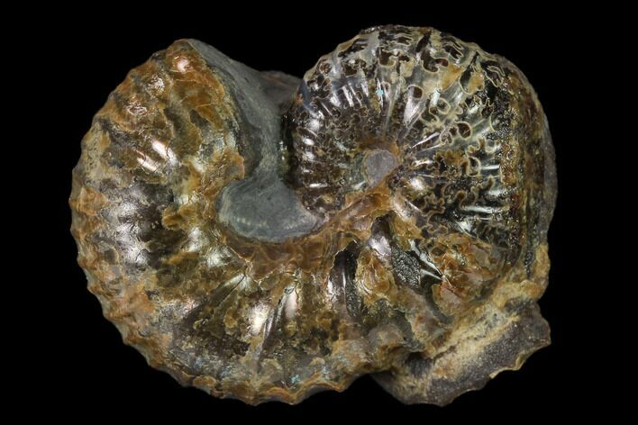 Rare, Scaphites Heteromorph Ammonite - Kansas #136440